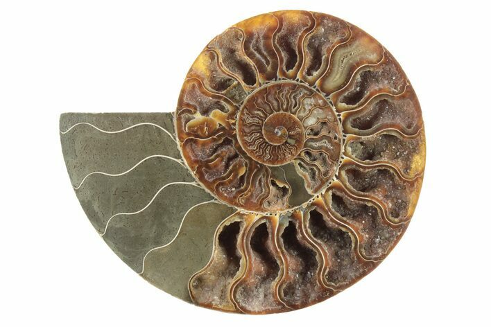 Cut & Polished Ammonite Fossil (Half) - Madagascar #230085